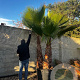 Chamaerops humilis 100 cm 35L