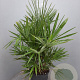 Chamaerops humilis 100 cm 35L