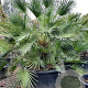 Chamaerops humilis 150-175 cm container 
