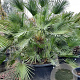Chamaerops humilis 150-175 cm container 