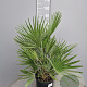 Chamaerops humilis 40-50 cm 6L