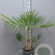 Chamaerops humilis 70-90 cm 9L