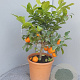Citrus aurantiifolia 100 cm 10L stam oranje