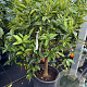 Citrus _x_Fortunella 'Kucle' 100 cm 35L