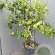 Citrus limon 100-110 cm 20L stam
