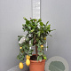 Citrus limon 100 cm 10L stam oranje