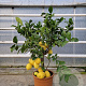 Citrus limon 100 cm 10L stam oranje