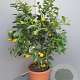 Citrus limetta 'Pursha' 100 cm 10L stam oranje