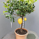 Citrus medica 100-110 cm 20L stam