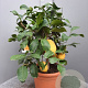 Citrus medica 100 cm 10L stam oranje