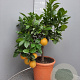 Citrus sinensis 100 cm 10L stam oranje