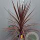 Cordyline aus. 'Red Star' 60-80 cm 6L