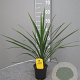 Cordyline australis 40-50 cm C1.2