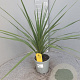 Cordyline australis 80 cm P17