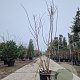 Cotinus coggygria 200-250 cm cont. 65L meerstammig