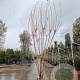 Cotinus coggygria 250-300 cm draadkluit meerstammig solitair
