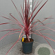 Cordyline Electric Pink gm 4,0L