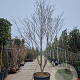 Cornus florida rubra 350-400 cm container extra