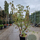 Cornus k. 'China Girl' 150-175 cm cont. 70L meerstammig