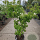 Cornus k. 'China Girl' 150-175 cm container 