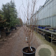 Cornus kousa chinensis 175-200 cm container meerstammig