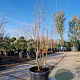 Cornus k. 'Milky Way' 150-175 cm container 