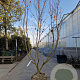 Cornus k. 'Milky Way' 200-250 cm draadkluit meerstammig
