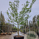 Cornus k. 'Satomi' 300-350 cm container solitair meerstammig