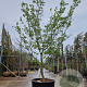 Cornus k. 'Satomi' 300-350 cm container solitair meerstammig