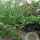 Cornus k. 'Satomi' 300-350 cm container solitair meerstammig