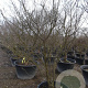 Cornus k. 'Satomi' 300-350 cm container solitair meerstammig