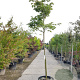 Cornus nuttallii 200 cm stam container 18-20 leiboom