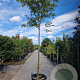 Cornus nuttallii 220 cm stam container 18-20 lei 150x120