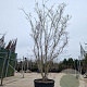 Cornus Stellar Pink 400-450 cm cont. 230L meerstammig