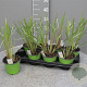 Cymbopogon citratus P14