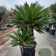Cycas revoluta 50 cm stam container