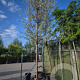 Elaeagnus angustifolia 200 cm stam container 25-30