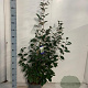 Elaeagnus ebbingei 125-150 cm 10L