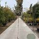 Elaeagnus ebbingei 160 cm stam 25L 8-10