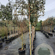 Elaeagnus ebbingei 200 cm stam container 8-10 lei 150x120
