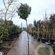 Elaeagnus ebbingei 200 cm stam container 6-8