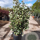 Elaeagnus ebb. 'Compacta' 100-125 cm 30L