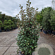 Elaeagnus ebb. 'Compacta' 125-150 cm 30L