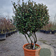 Elaeagnus ebb. 'Compacta' 140-160 cm container paraplu extra