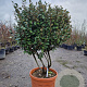 Elaeagnus ebb. 'Compacta' 140-160 cm container paraplu extra