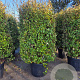 Elaeagnus ebb. 'Compacta' 175-200 cm cont. 150L