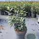 Elaeagnus ebb. 'Compacta' 60-80 cm 10L