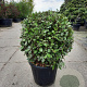 Elaeagnus ebb. 'Compacta' 60-80 cm 35L bol
