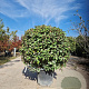 Elaeagnus ebb. 'Compacta' 90-100 cm 35L bol
