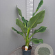 Ensete lasiocarpa GM 50L